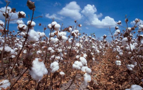 L’usine de la CIDT de Séguéla rouverte après 13 ans de fermeture.