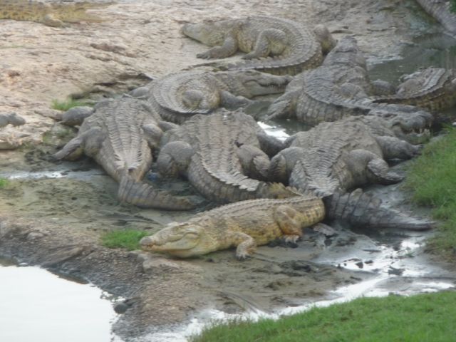 Le lac aux crocodiles