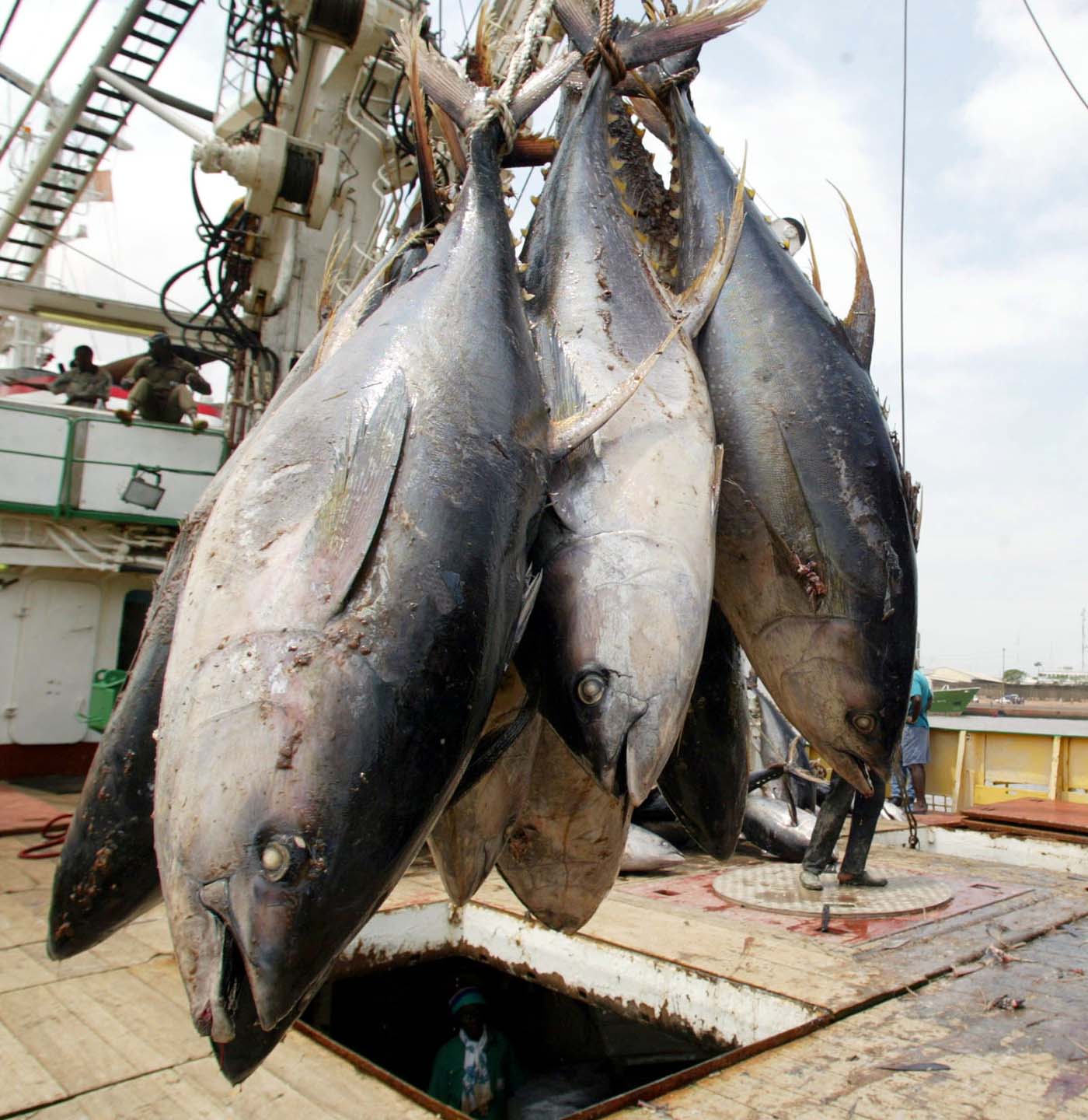 Dechargement de thon au port de peche d'Abidjan.