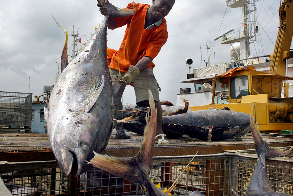 Dechargement de thon au port de peche d'Abidjan.