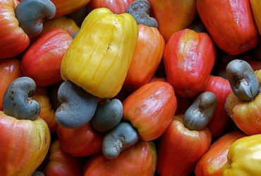 Boudoukou : Transformer la noix de cajou pour une plus value