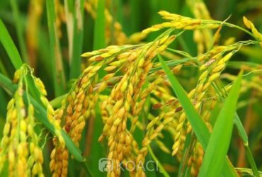 Culture du riz en Côte d’Ivoire