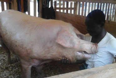 Filière porcine: La Côte d’Ivoire importe 80% du produit.