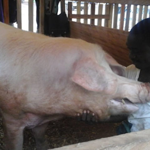 Filière porcine: La Côte d’Ivoire importe 80% du produit.