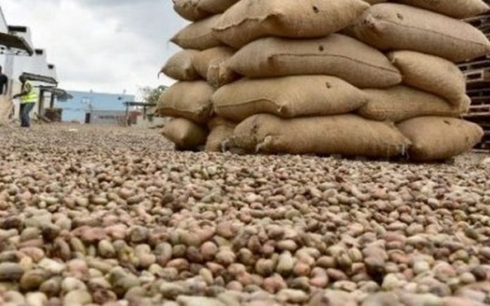 Boom de l'anacarde en cote d'Ivoire_CIV_5