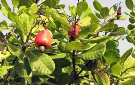 Le boom de l’anacarde en Côte d’Ivoire : transition écologique et sociale des systèmes à base de coton et de cacao