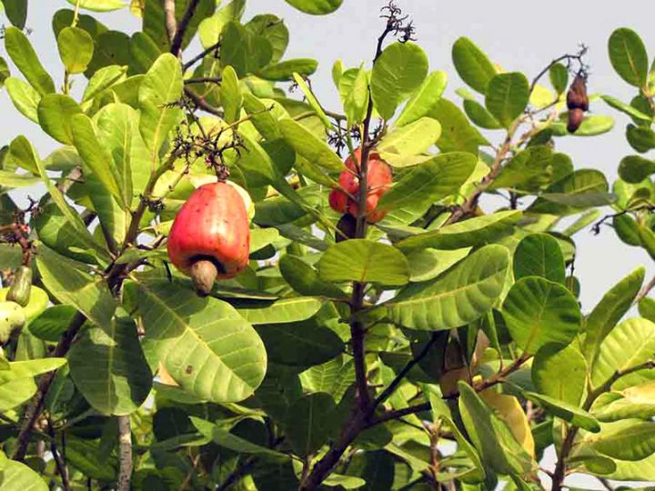 Le boom de l’anacarde en Côte d’Ivoire : transition écologique et sociale des systèmes à base de coton et de cacao