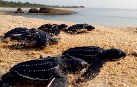 Grand-Béréby accueille la 1ère aire marine protégée de Côte d’Ivoire