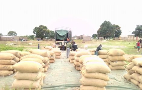 Anacarde : l’or gris de l’économie Ivoirienne.