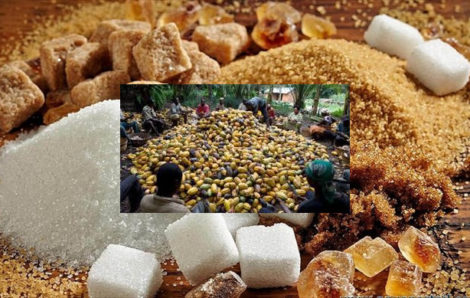 Les productions de sucre et d’anacardes en hausse en Côte d’Ivoire.