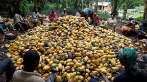 Les productions de sucre et d’anacardes en hausse en Côte d’Ivoire_CIV_4