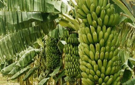 Côte d’Ivoire : La banane, « l’or vert » des femmes de Biankouma.