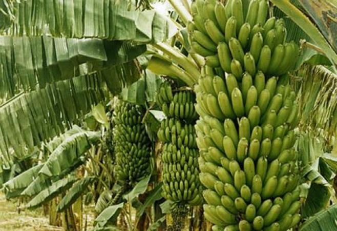 Côte d’Ivoire : La banane, « l’or vert » des femmes de Biankouma.