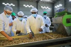Côte d'Ivoire, Nouvelle usine de transformation de noix de cajou_4