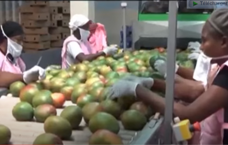Côte d’Ivoire Mangue : Le kilo passe de 195 à 200 F CFA.