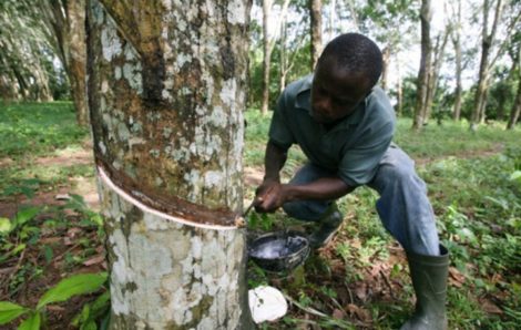 La Côte d’Ivoire devient le quatrième producteur mondial de latex.