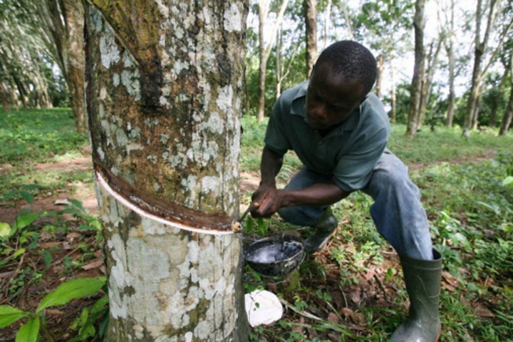 La Côte d’Ivoire devient le quatrième producteur mondial de latex.