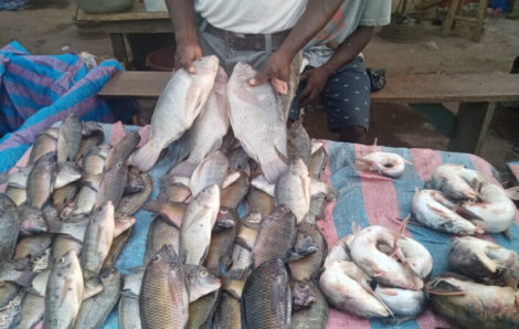 Le commerce de poissons d’eau douce : une activité rentable à Bouaflé.