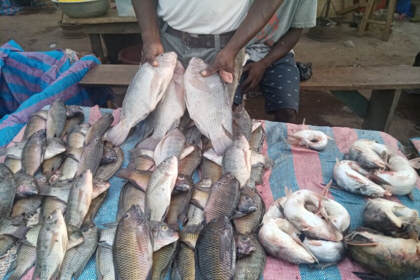 Le commerce de poissons d’eau douce : une activité rentable à Bouaflé.