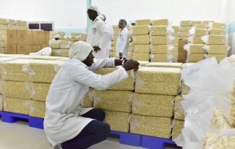 La Côte d’Ivoire, 1er producteur mondial, veut transformer son or gris : la noix de cajou.