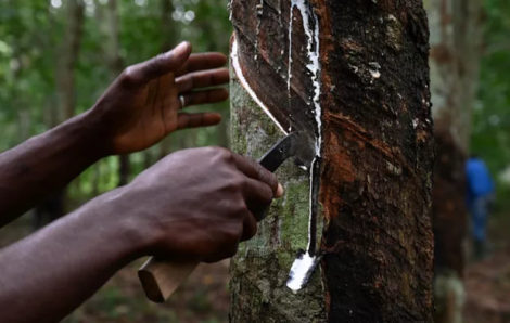 Caoutchouc : la Côte d’Ivoire, 1er producteur africain, désormais 4ème mondial.