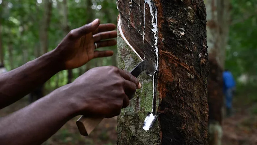 Caoutchouc : la Côte d’Ivoire, 1er producteur africain, désormais 4ème mondial.