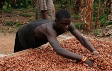 Cacao/différentiel de revenu décent : « 516 milliards FCFA payés aux planteurs » (conseil café-cacao).
