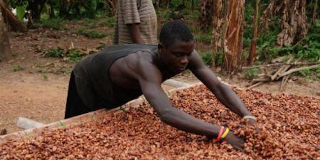 Cacao/différentiel de revenu décent : « 516 milliards FCFA payés aux planteurs » (conseil café-cacao).