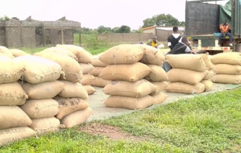 Filière anacarde : Des producteurs de Niakara saluent l’appui du Gouvernement pour l’amélioration de la qualité.