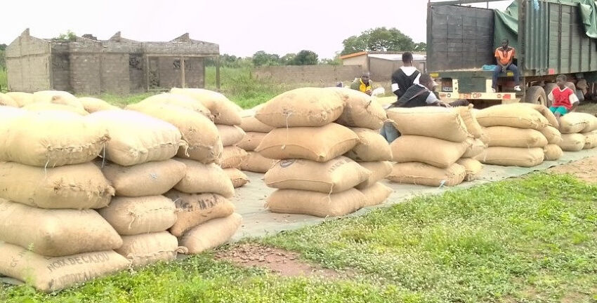 Filière anacarde : Des producteurs de Niakara saluent l’appui du Gouvernement pour l’amélioration de la qualité.