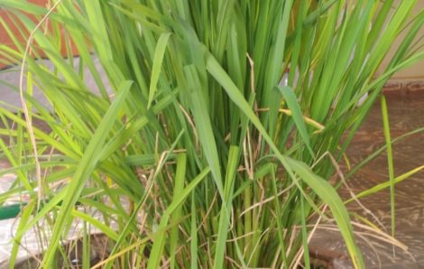 Hausse de la production de riz de plus de 25% avec une nouvelle méthode culturale à Gbon.