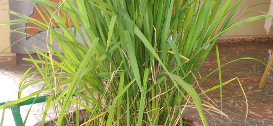 Hausse de la production de riz de plus de 25% avec une nouvelle méthode culturale à Gbon.