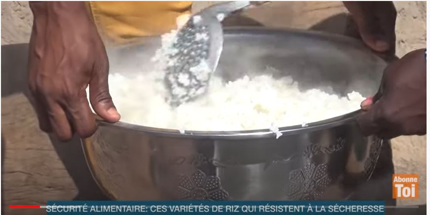 Securite_Alimentaire_nouvelles_Varietes_de_Riz_2021_CNRA_RCI_CIV_1