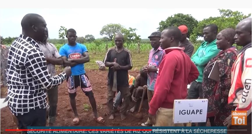 Securite_Alimentaire_nouvelles_Varietes_de_Riz_2021_CNRA_RCI_CIV_10
