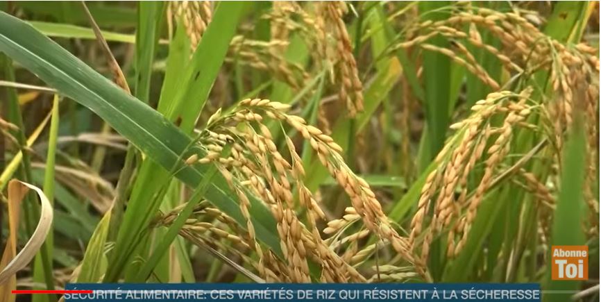 Securite_Alimentaire_nouvelles_Varietes_de_Riz_2021_CNRA_RCI_CIV_2