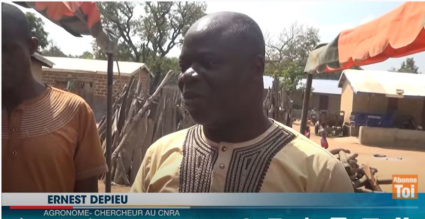 Securite_Alimentaire_nouvelles_Varietes_de_Riz_2021_CNRA_RCI_CIV_3