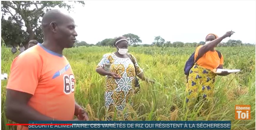 Securite_Alimentaire_nouvelles_Varietes_de_Riz_2021_CNRA_RCI_CIV_5