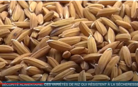 Sécurité alimentaire : ces nouvelles variétés de riz qui résistent à la sécheresse (Eco Plus).