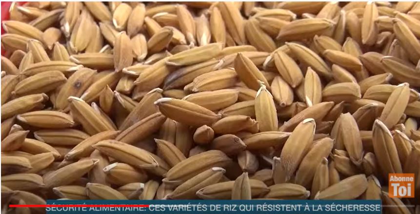 Sécurité alimentaire : ces nouvelles variétés de riz qui résistent à la sécheresse (Eco Plus).