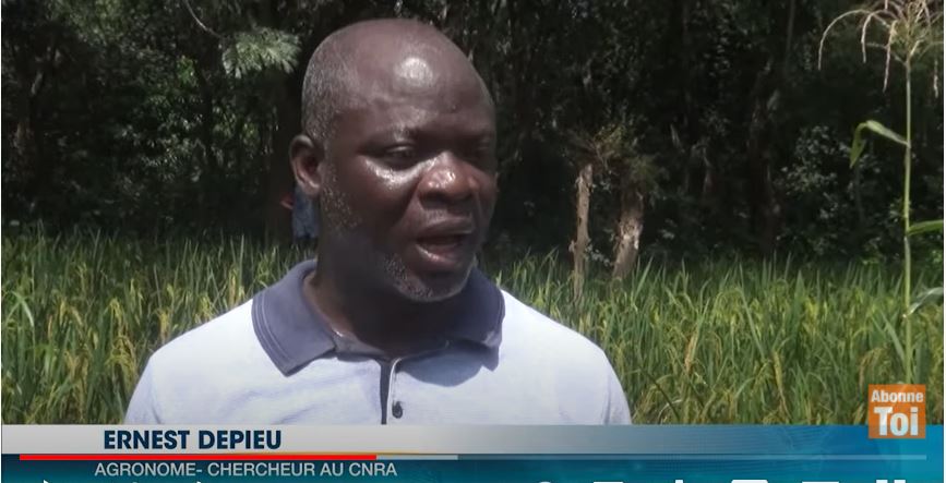 Securite_Alimentaire_nouvelles_Varietes_de_Riz_2021_CNRA_RCI_CIV_7