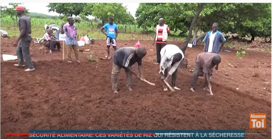Securite_Alimentaire_nouvelles_Varietes_de_Riz_2021_CNRA_RCI_CIV_9