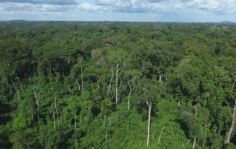 Côte d’Ivoire : Guerre ouverte contre le sciage à façon dans les forêts classées.