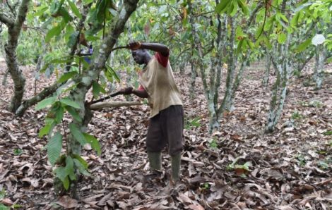 Côte d’Ivoire : une carte à puce pour une meilleure traçabilité du cacao.