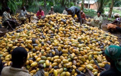 Côte d’Ivoire-Commercialisation du cacao : Le prix d’achat maintenu à 825 francs/kg pour la petite campagne.