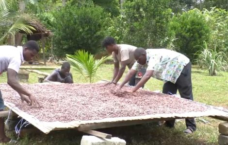 Prix du kilogramme de cacao à 825 FCFA : les producteurs expriment leur satisfaction.