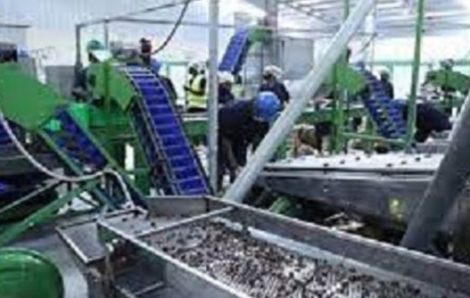 Norfund prête 10 millions de dollars pour une nouvelle usine de transformation de cajou en Côte-d’Ivoire.