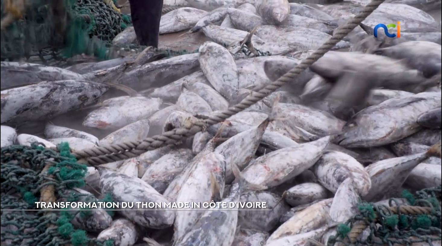 250 000 tonnes de thon traités par an au port d’Abidjan_2