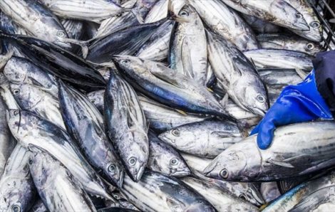 Côte d’Ivoire : 250 000 tonnes de thon traités par an au port d’Abidjan.