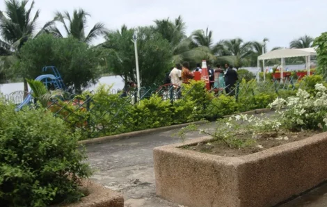 Abidjan : Comment les ‘‘coupeurs d’arbres’’ asphyxient la ville.