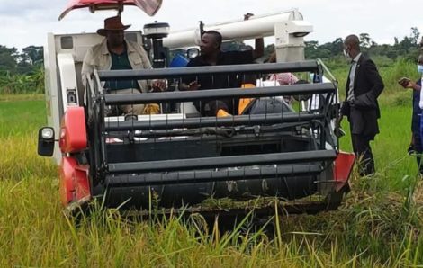 Production semencière : Le Congo veut s’inspirer du modèle Ivoirien.